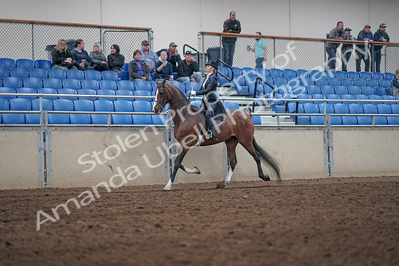 2019 Morgan Horse Show - Aug 31, 2019 - 20479
