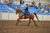 2020 - AB Morgan Horse - Sat, Sept 05 - 09693
