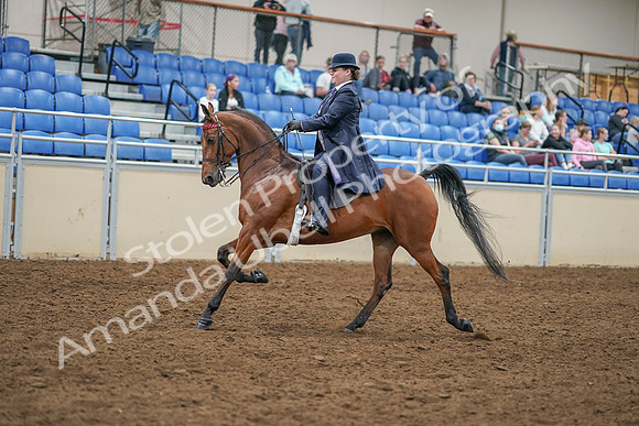 2020 - AB Morgan Horse - Sat, Sept 05 - 09693