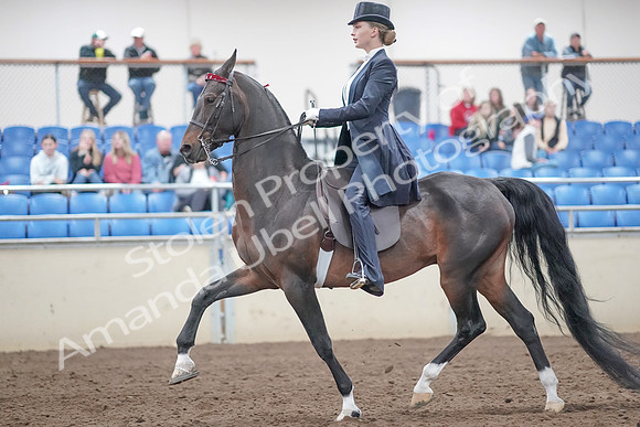 2019 Morgan Horse Show - Aug 31, 2019 - 20466