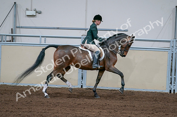 2020 - AB Morgan Horse - Fri, Sept 04 - 01762