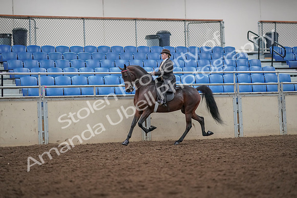 2019 Morgan Horse Show - Aug 30, 2019 - 27933