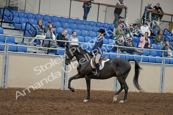 2020 - AB Morgan Horse - Sun, Sept 06 - 07929