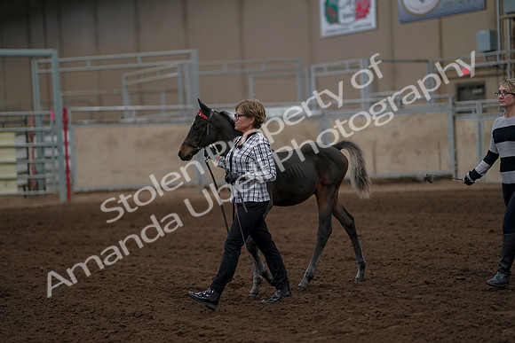 2019 Morgan Horse Show - Aug 30, 2019 - 24847