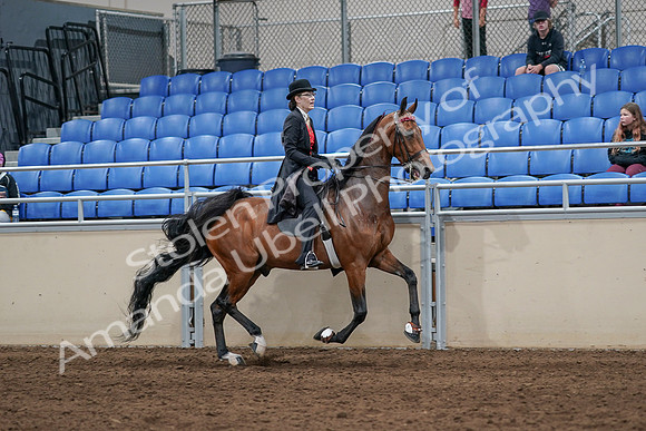 2020 - AB Morgan Horse - Sat, Sept 05 - 06762