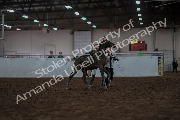 2019 Morgan Horse Show - Aug 31, 2019 - 03556