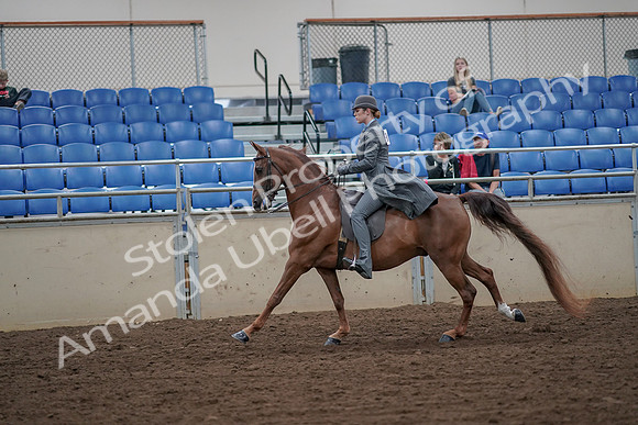 2019 Morgan Horse Show - Aug 30, 2019 - 15571