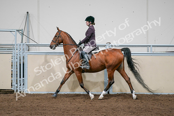 2020 - AB Morgan Horse - Sat, Sept 05 - 03062