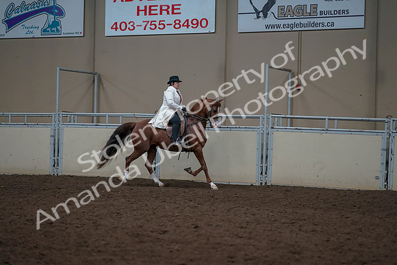 2019 Morgan Horse Show - Aug 31, 2019 - 17934