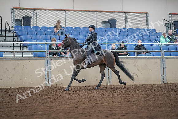 2019 Morgan Horse Show - Aug 30, 2019 - 15537