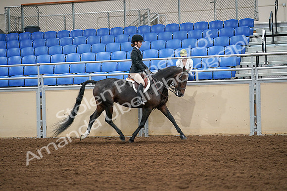 2020 - AB Morgan Horse - Fri, Sept 04 - 02153
