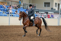 2020 - AB Morgan Horse - Sat, Sept 05 - 06863