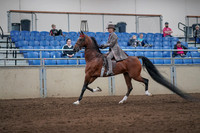 2019 Morgan Horse Show - Sept 01, 2019 - 07382