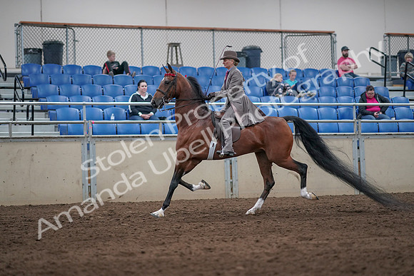 2019 Morgan Horse Show - Sept 01, 2019 - 07382