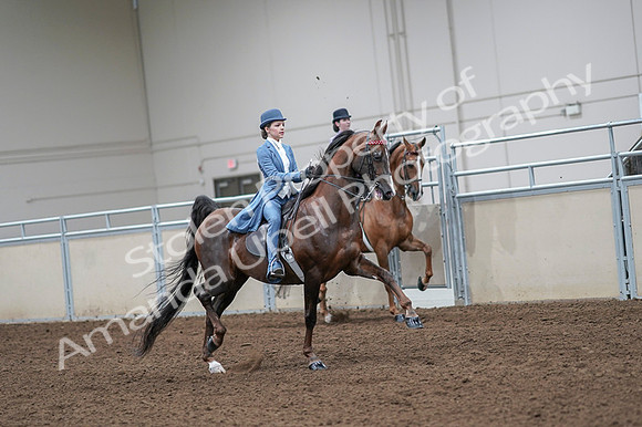 2020 - AB Morgan Horse - Fri, Sept 04 - 05041
