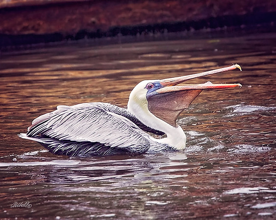 Birds - 251