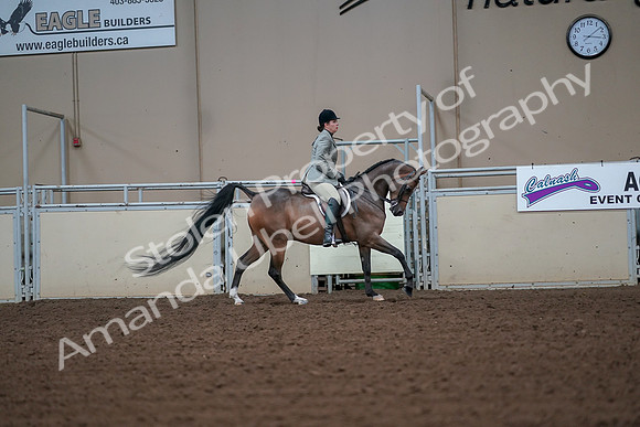 2019 Morgan Horse Show - Aug 30, 2019 - 17520