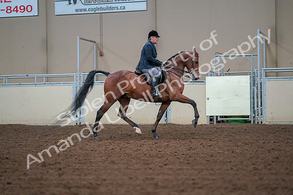 2019 Morgan Horse Show - Aug 30, 2019 - 20730