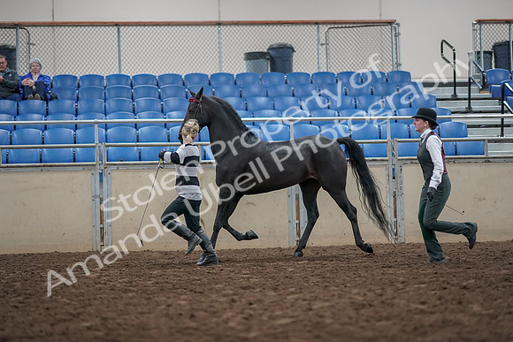 2019 Morgan Horse Show - Aug 31, 2019 - 03615