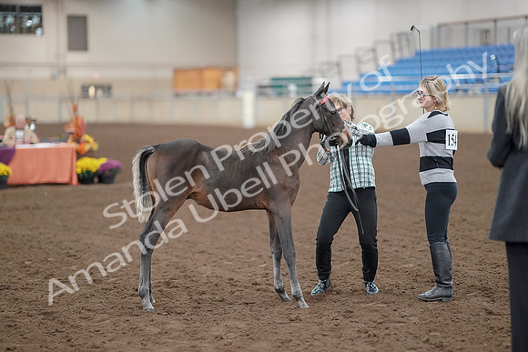 2019 Morgan Horse Show - Aug 30, 2019 - 24869