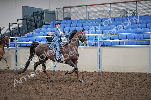 2020 - AB Morgan Horse - Fri, Sept 04 - 05060