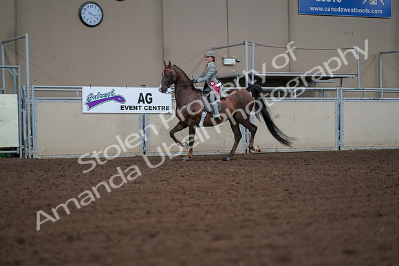 2019 Morgan Horse Show - Aug 30, 2019 - 18212