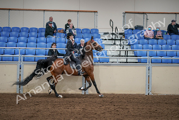 2020 - AB Morgan Horse - Sat, Sept 05 - 06812