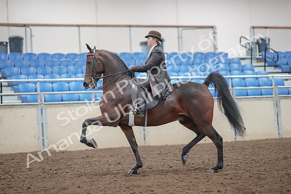 2019 Morgan Horse Show - Aug 30, 2019 - 27856