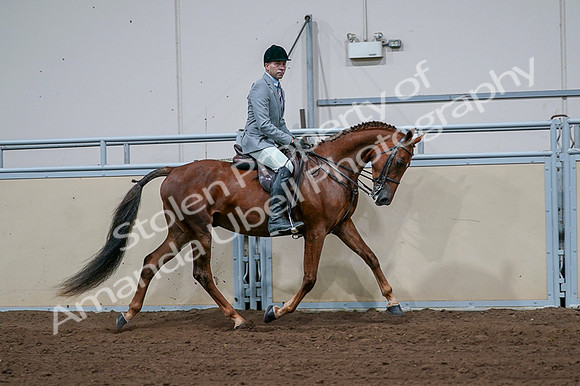 2020 - AB Morgan Horse - Fri, Sept 04 - 01795