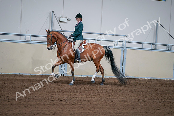 2020 - AB Morgan Horse - Fri, Sept 04 - 01590