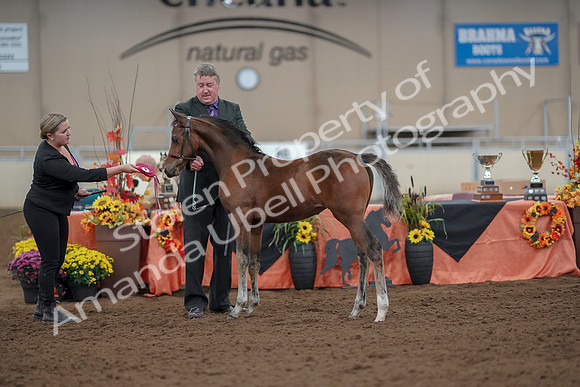 2019 Morgan Horse Show - Aug 30, 2019 - 24949