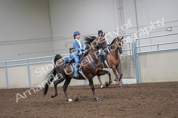 2020 - AB Morgan Horse - Fri, Sept 04 - 05039