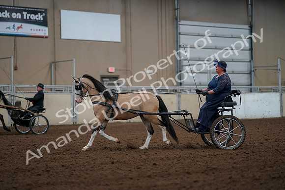 2019 Morgan Horse Show - Aug 30, 2019 - 13257