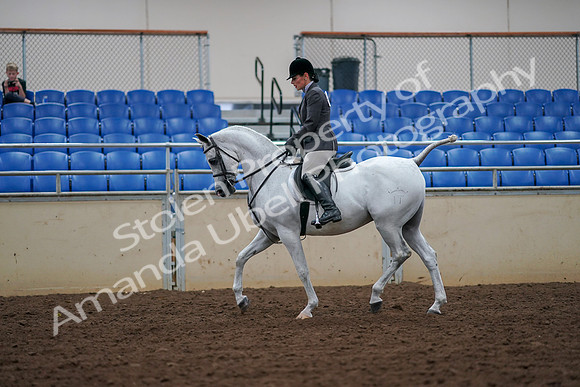 2019 Morgan Horse Show - Aug 30, 2019 - 17373