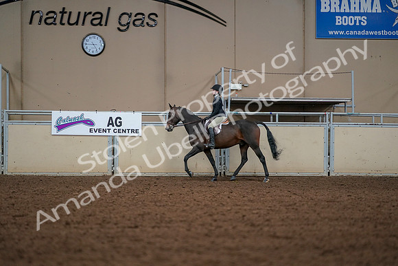 2019 Morgan Horse Show - Aug 30, 2019 - 23234