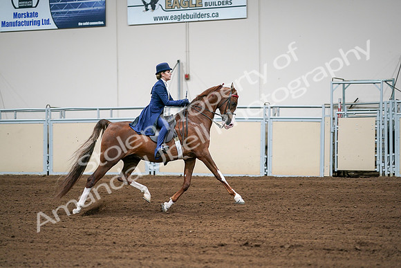 2020 - AB Morgan Horse - Sat, Sept 05 - 06328