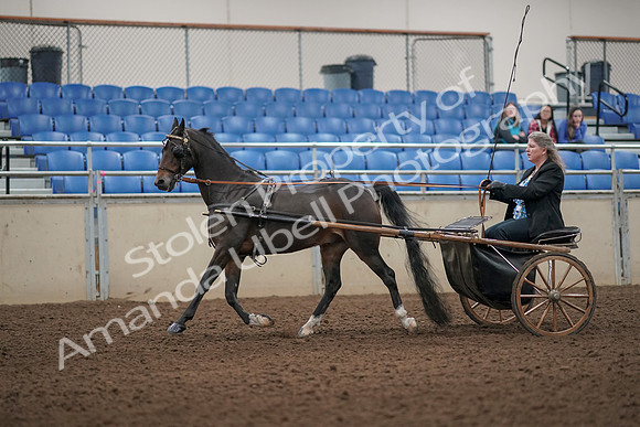 2019 Morgan Horse Show - Aug 31, 2019 - 04394
