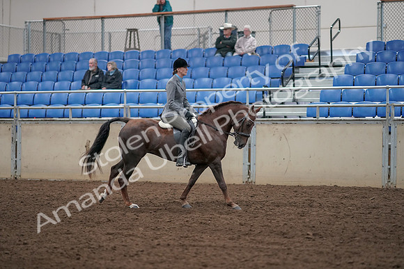 2019 Morgan Horse Show - Aug 31, 2019 - 07491