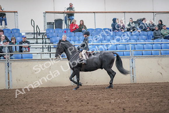 2019 Morgan Horse Show - Aug 31, 2019 - 19474