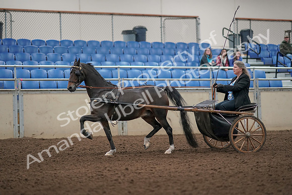 2019 Morgan Horse Show - Aug 31, 2019 - 04392