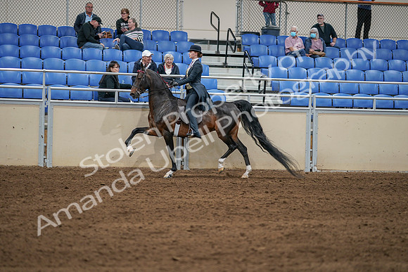 2020 - AB Morgan Horse - Sat, Sept 05 - 06310