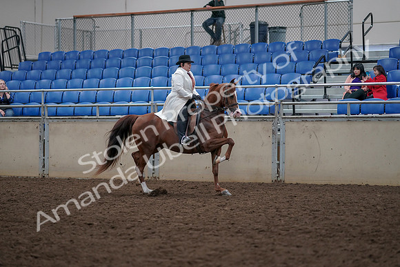 2019 Morgan Horse Show - Aug 31, 2019 - 17963