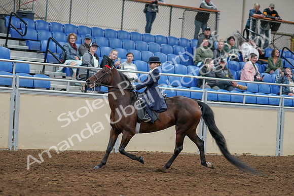 2020 - AB Morgan Horse - Sun, Sept 06 - 07925