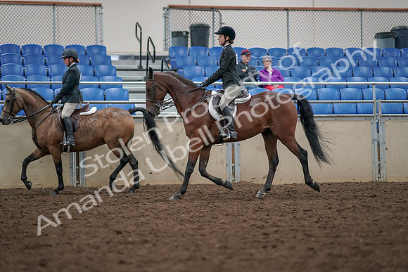 2019 Morgan Horse Show - Aug 30, 2019 - 20467