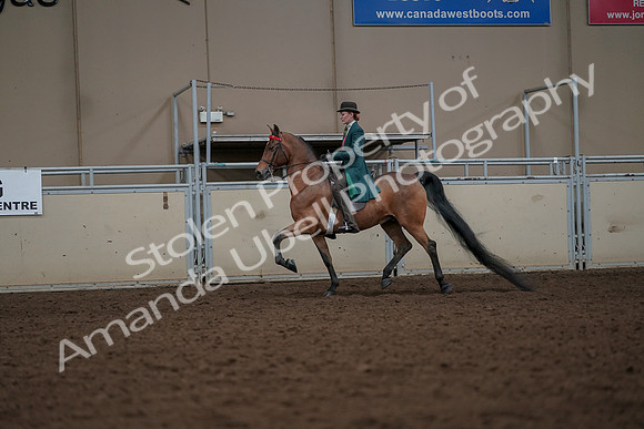 2019 Morgan Horse Show - Aug 30, 2019 - 27919