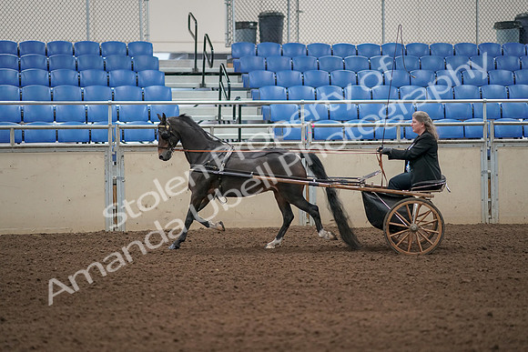 2019 Morgan Horse Show - Aug 31, 2019 - 04246