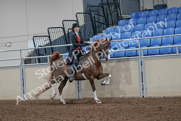 2020 - AB Morgan Horse - Fri, Sept 04 - 09857