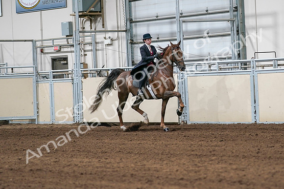 2020 - AB Morgan Horse - Sat, Sept 05 - 06347