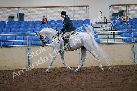 2019 Morgan Horse Show - Aug 30, 2019 - 17322
