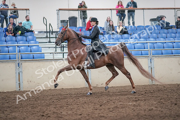 2019 Morgan Horse Show - Aug 31, 2019 - 21983